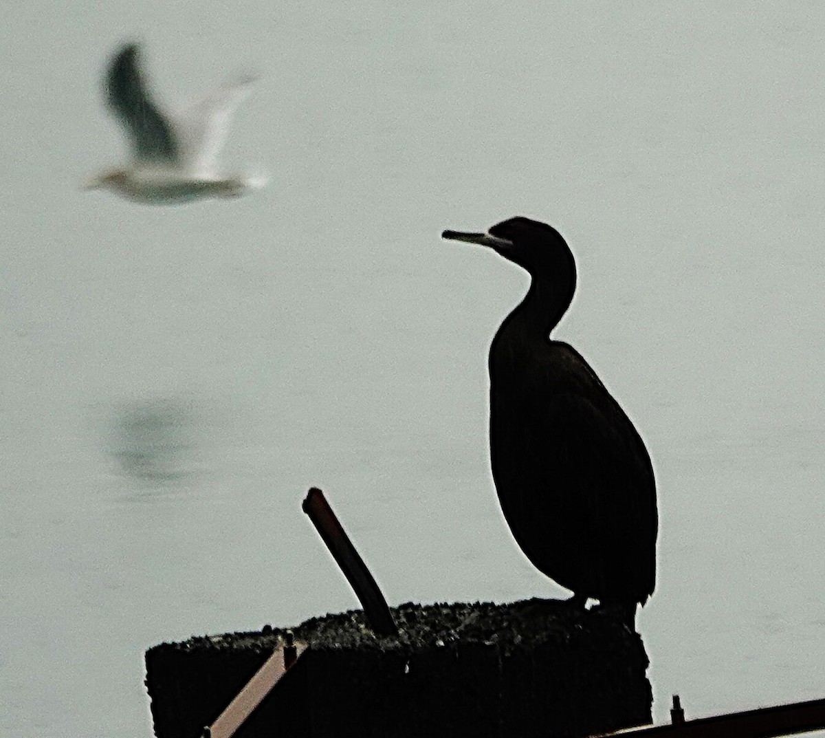 Red-faced Cormorant - ML643680450