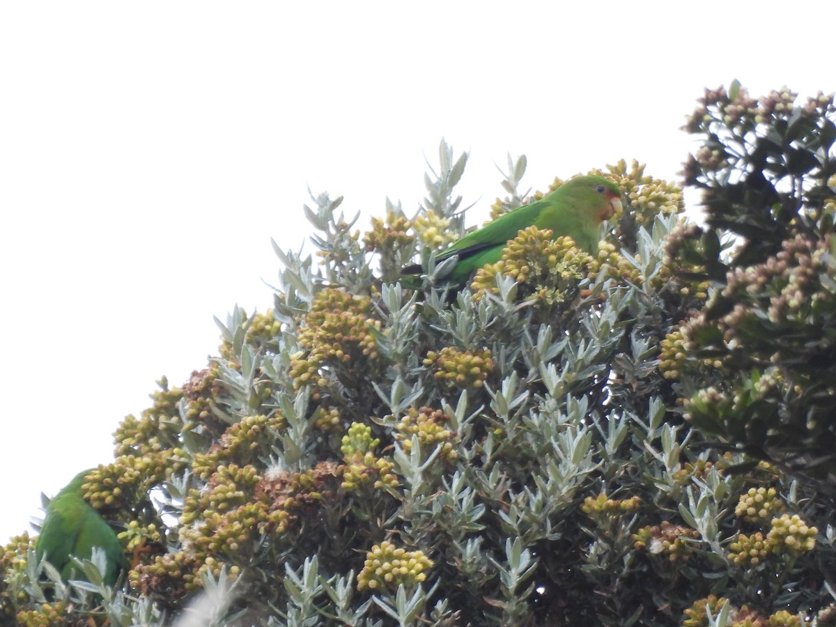 Rufous-fronted Parakeet - ML643680457
