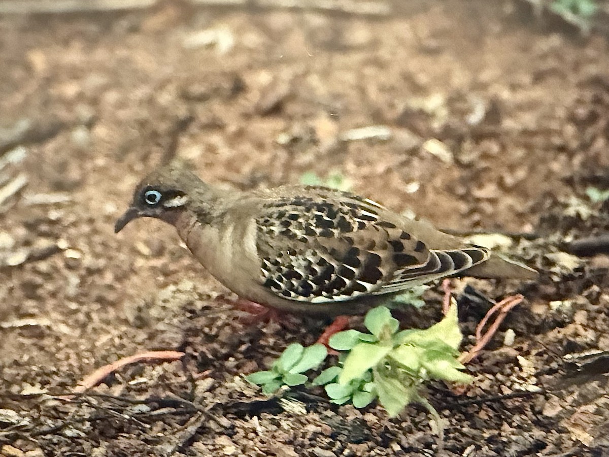 Galapagos Dove - ML643680460