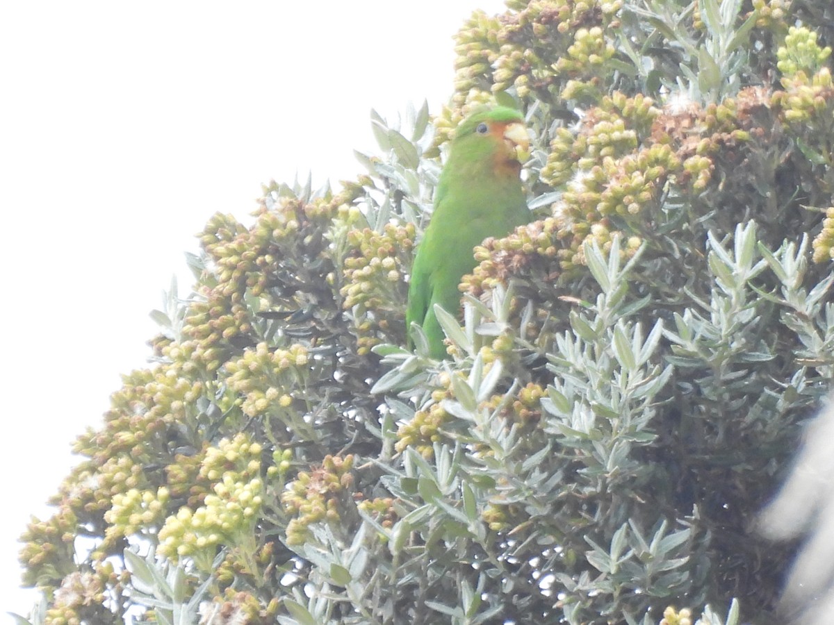 Rufous-fronted Parakeet - ML643680461