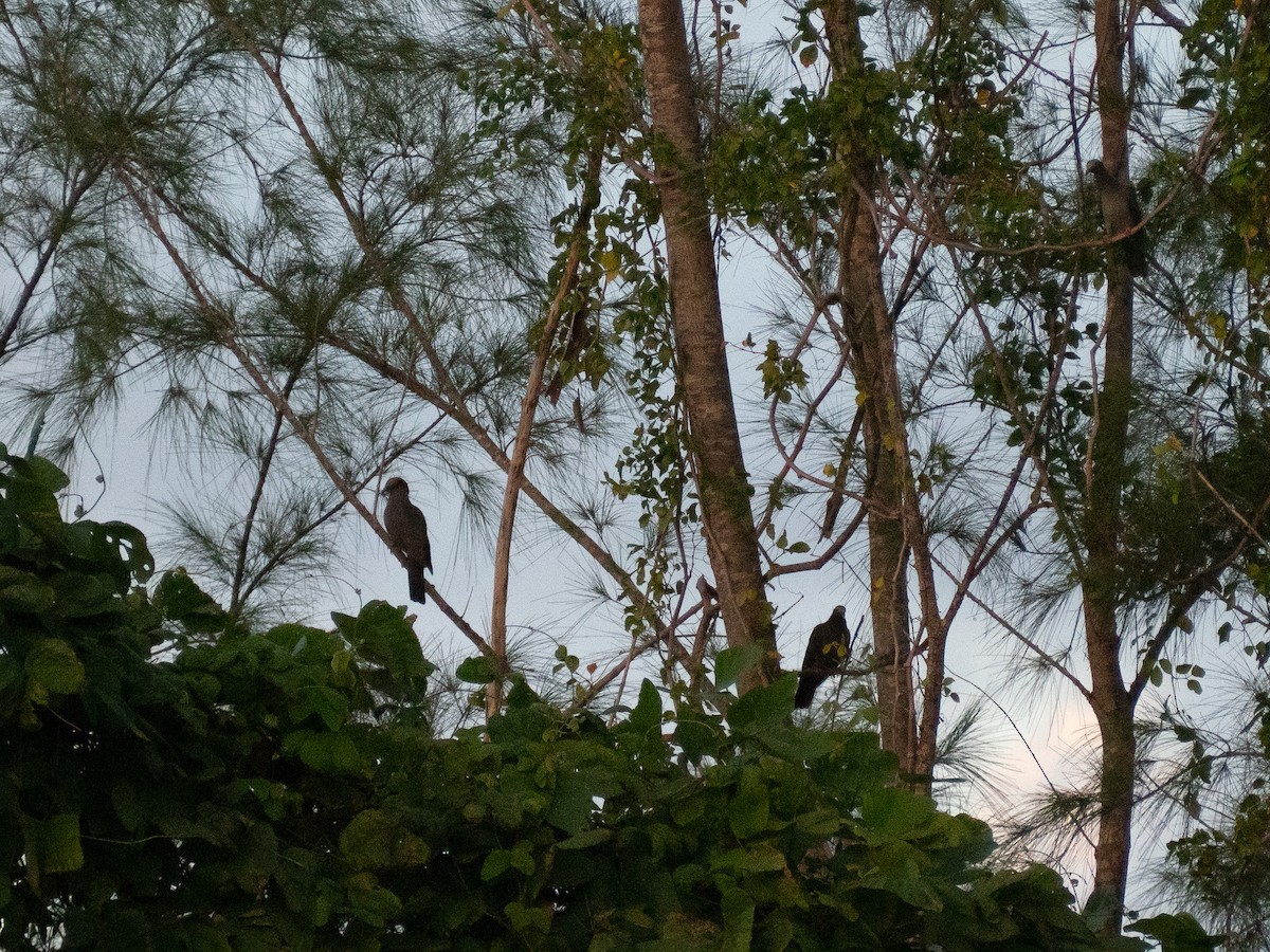 White-crowned Pigeon - ML643680470