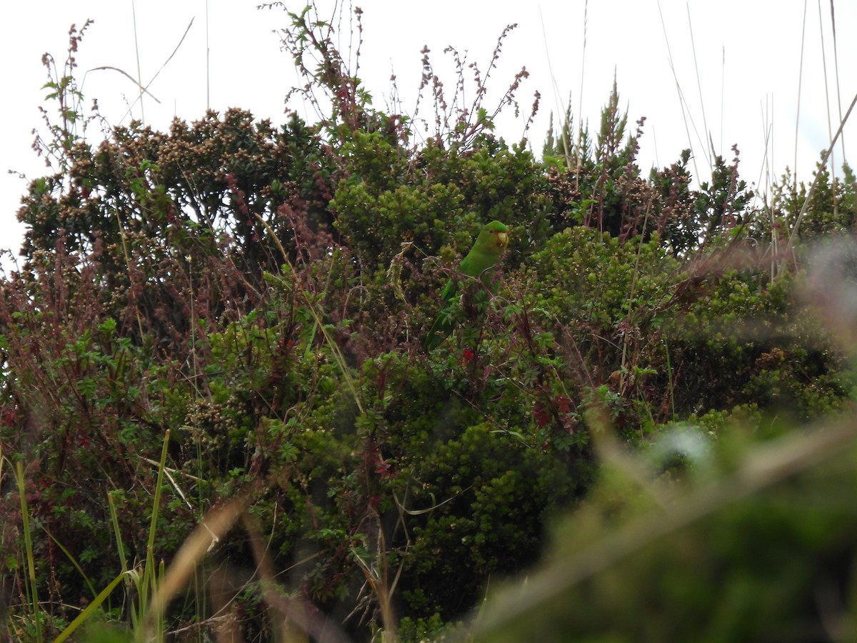 Rufous-fronted Parakeet - ML643680475