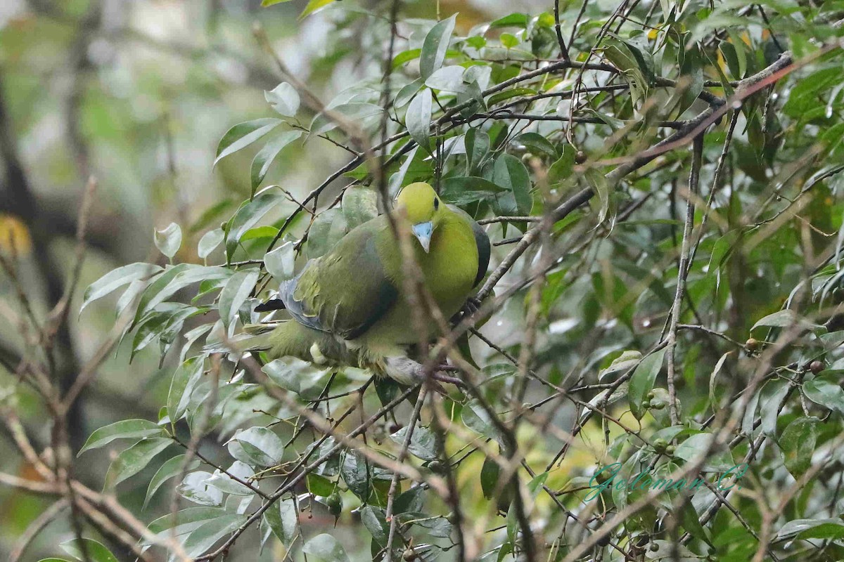 White-bellied Green-Pigeon - ML643680490