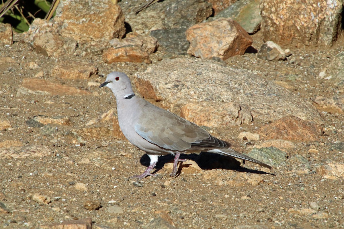 Eurasian Collared-Dove - ML643680496