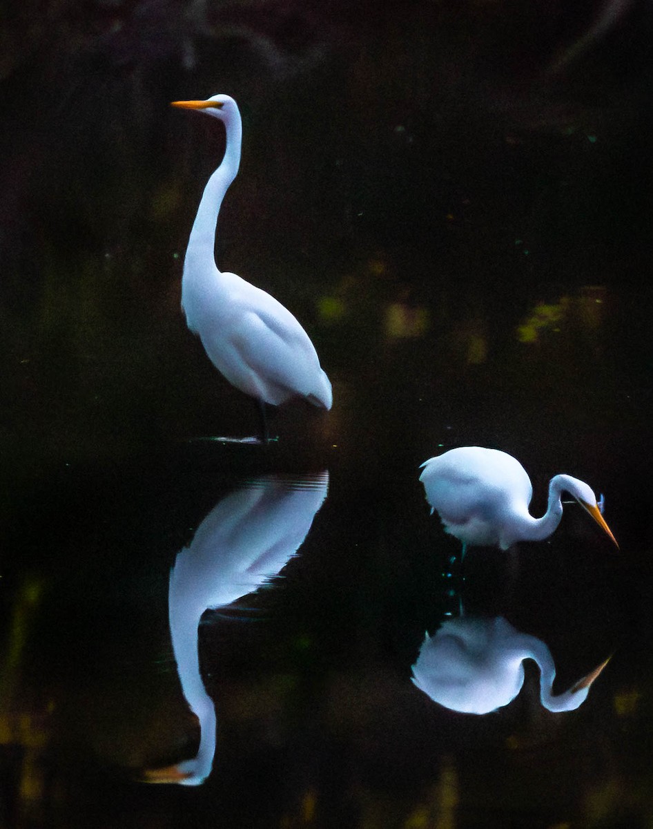 Great Egret - ML643680526