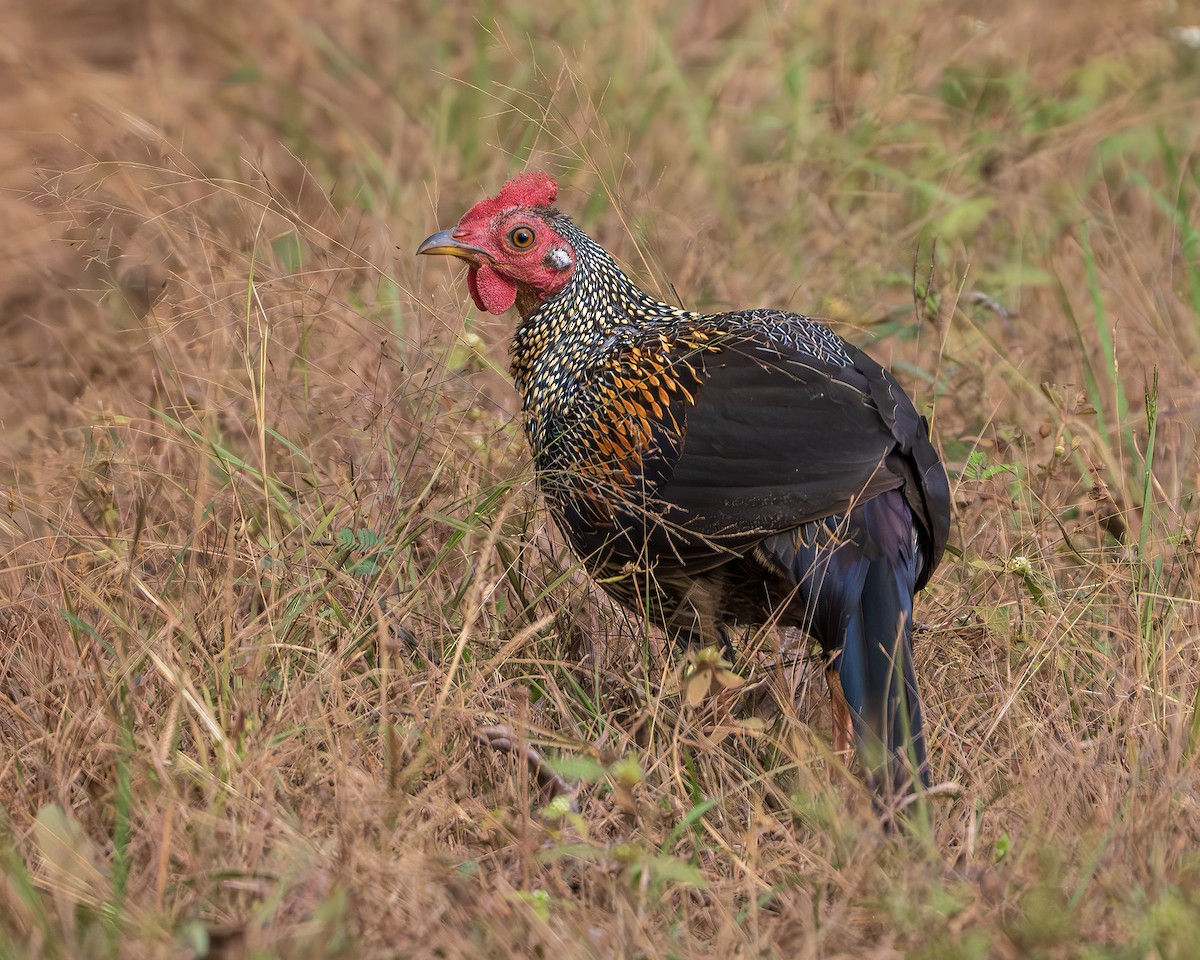 Gray Junglefowl - ML643680532