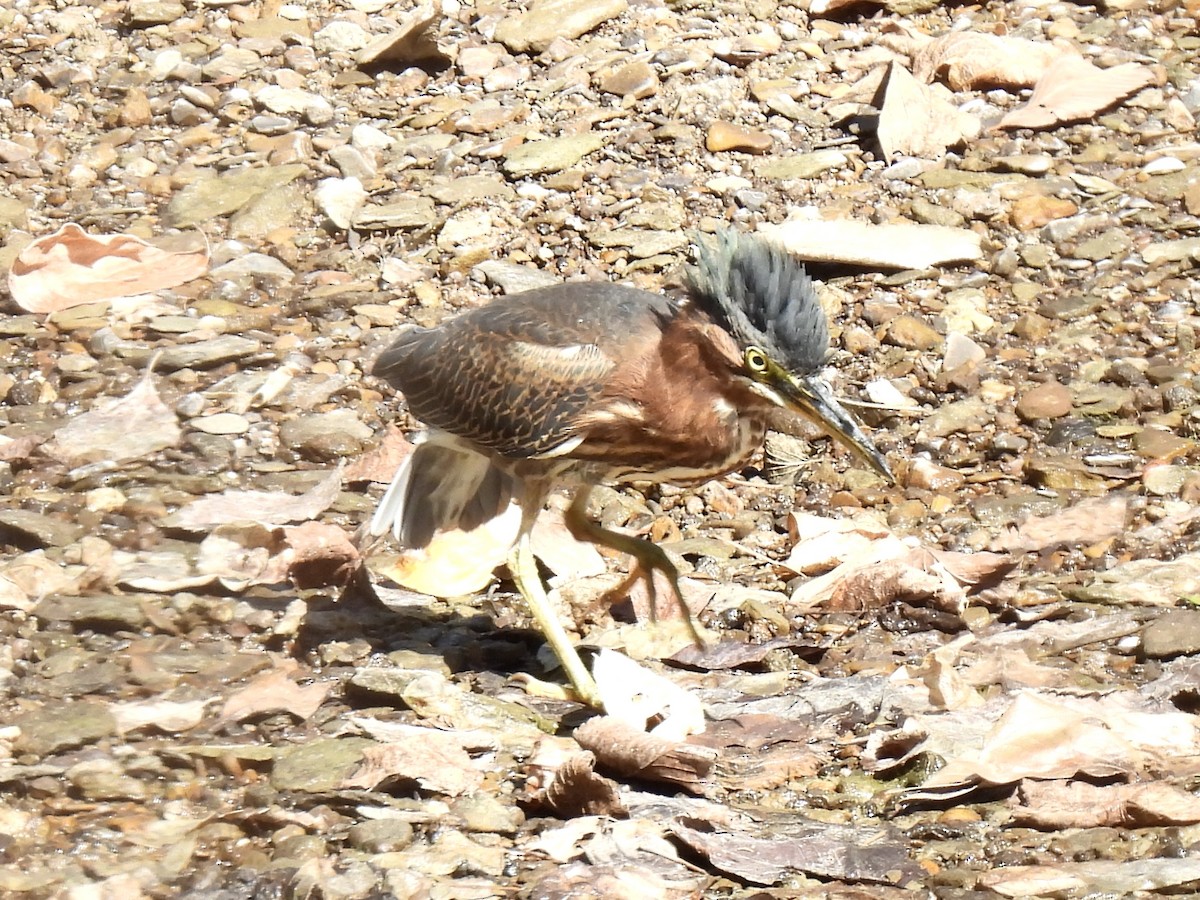 Green Heron - ML643680565