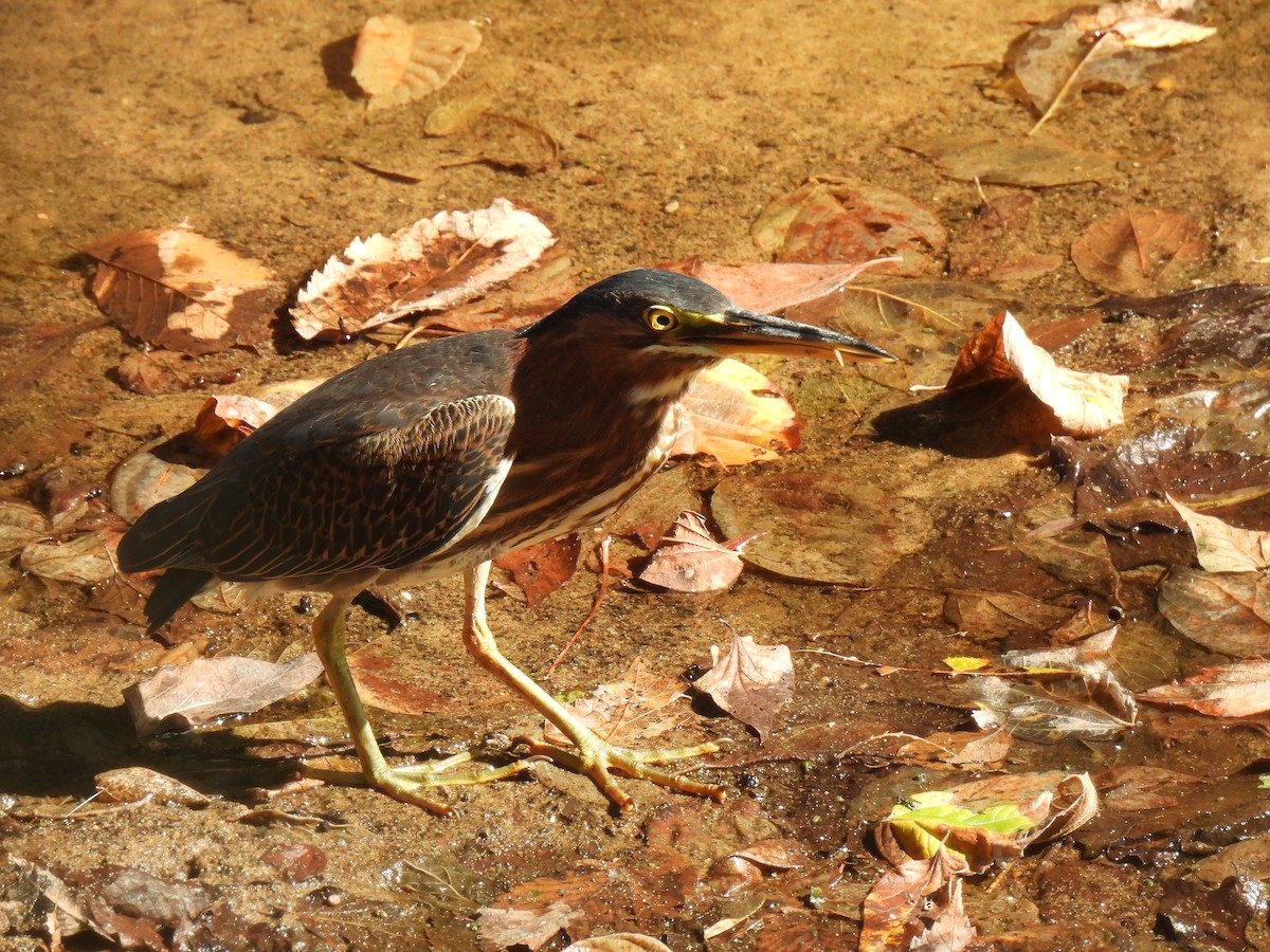 Green Heron - ML643680566