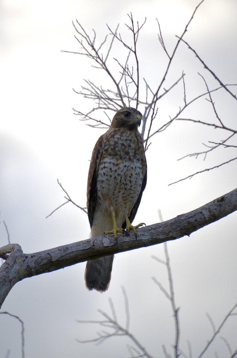 káně páskovaná [skupina lineatus] - ML643680601