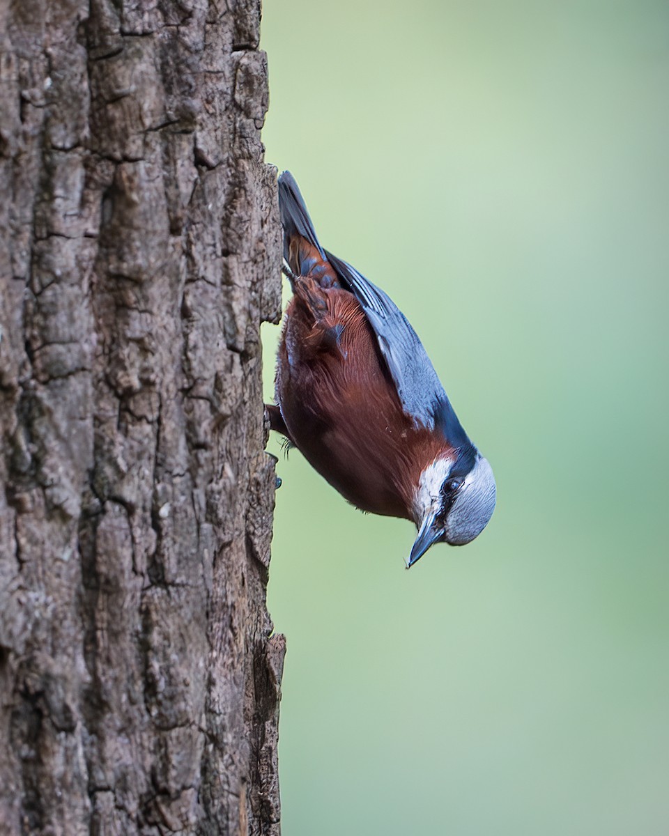 Kastanienkleiber - ML643680635