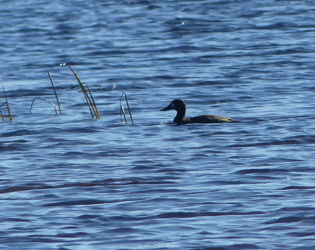 Greater/Lesser Scaup - ML643680640