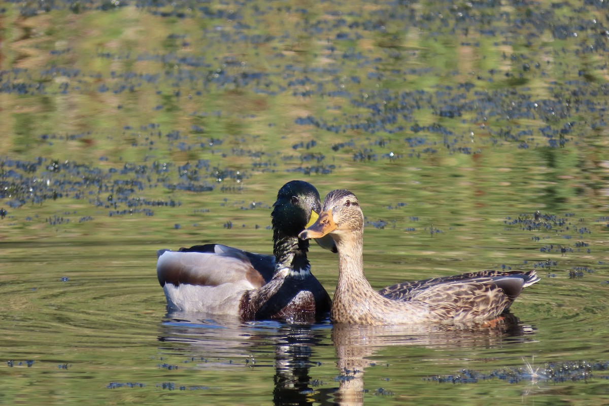 Canard colvert - ML643680641