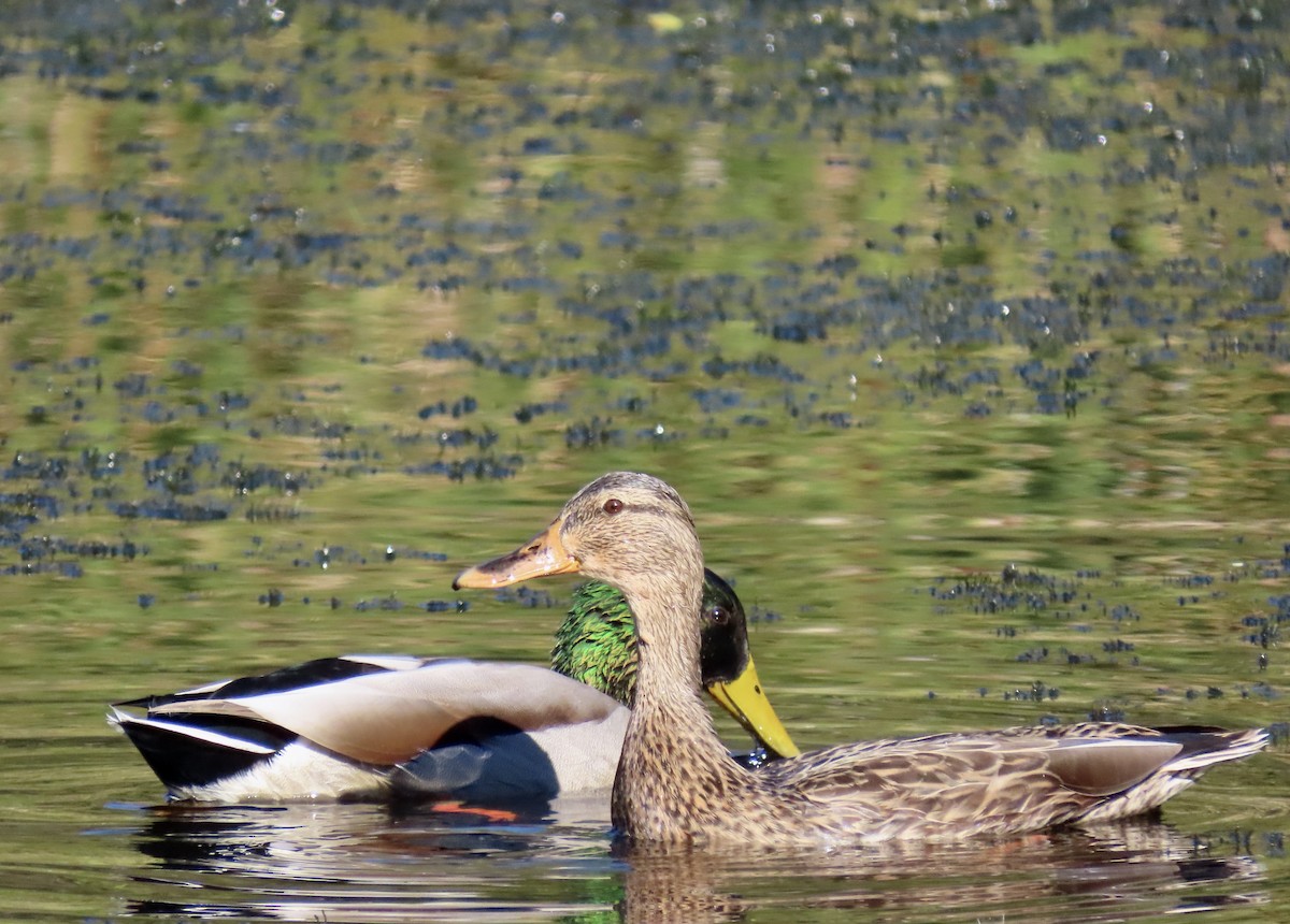 Canard colvert - ML643680642
