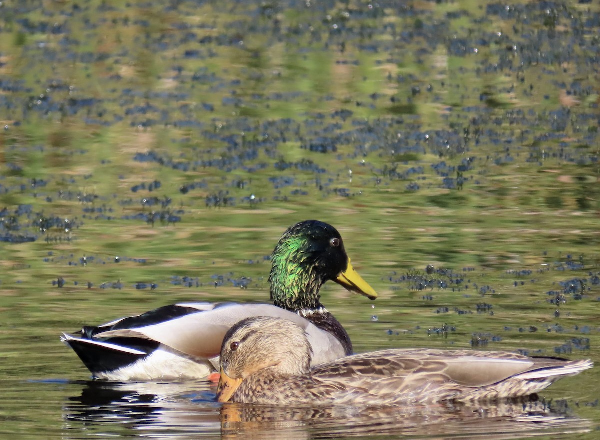 Canard colvert - ML643680643