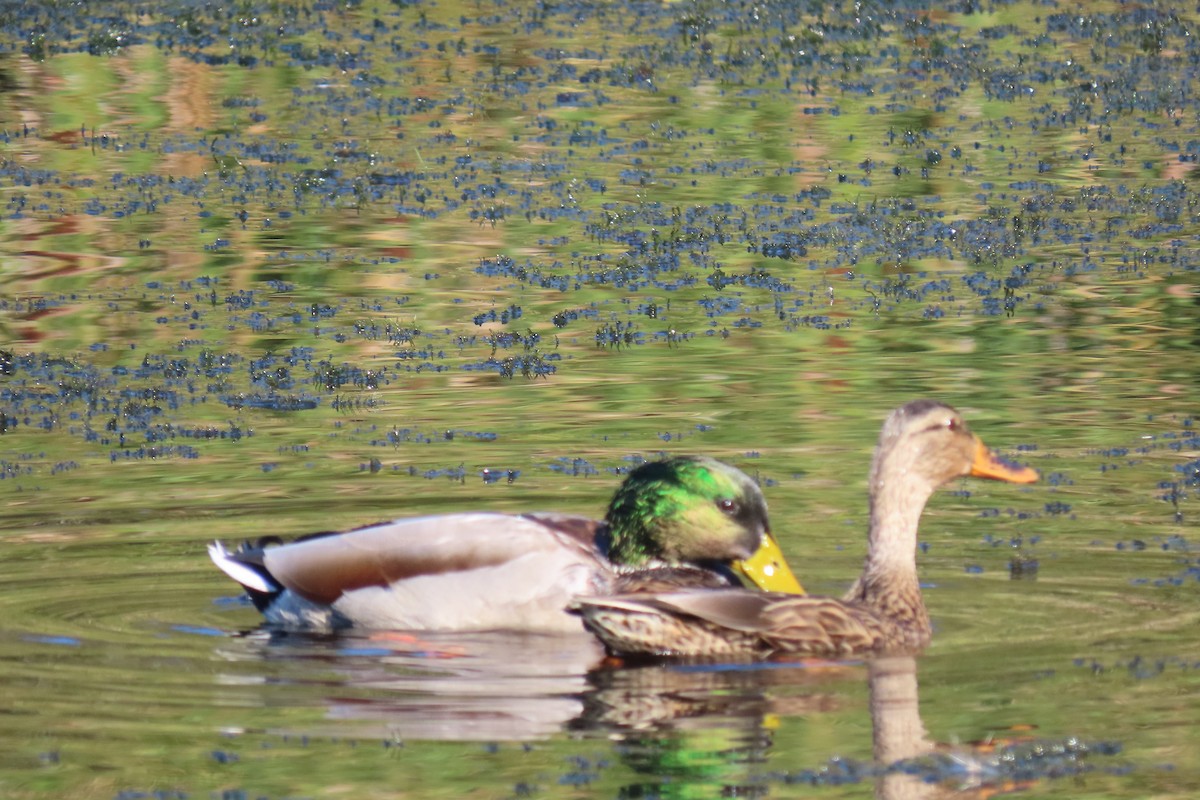 Canard colvert - ML643680644