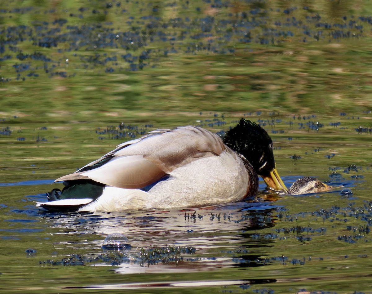 Canard colvert - ML643680650