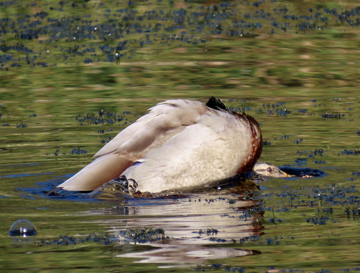 Canard colvert - ML643680651