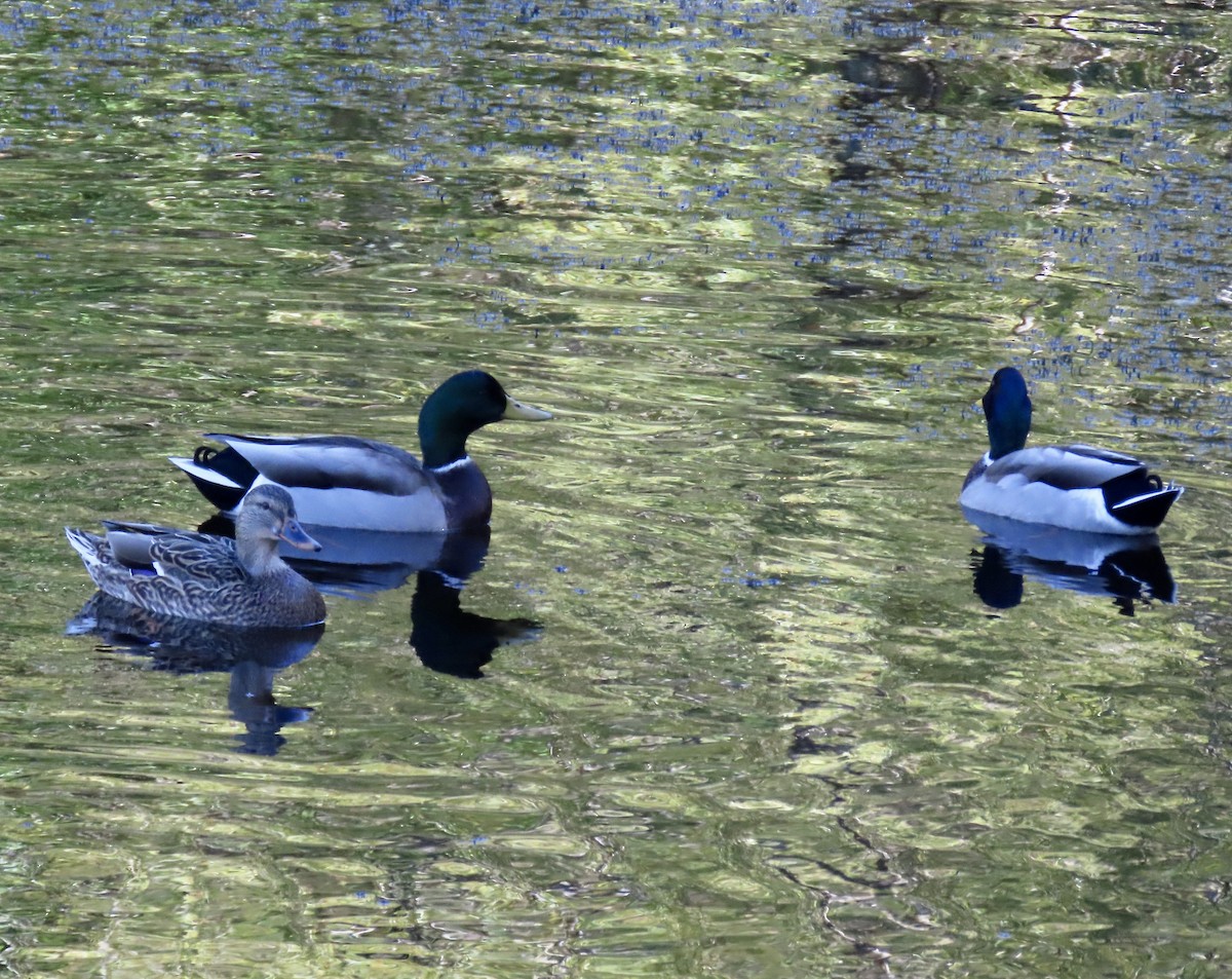 Canard colvert - ML643680652