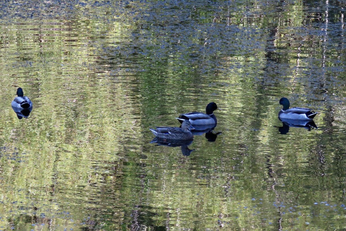 Canard colvert - ML643680653