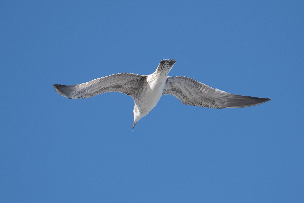 Caspian Gull - ML643680656