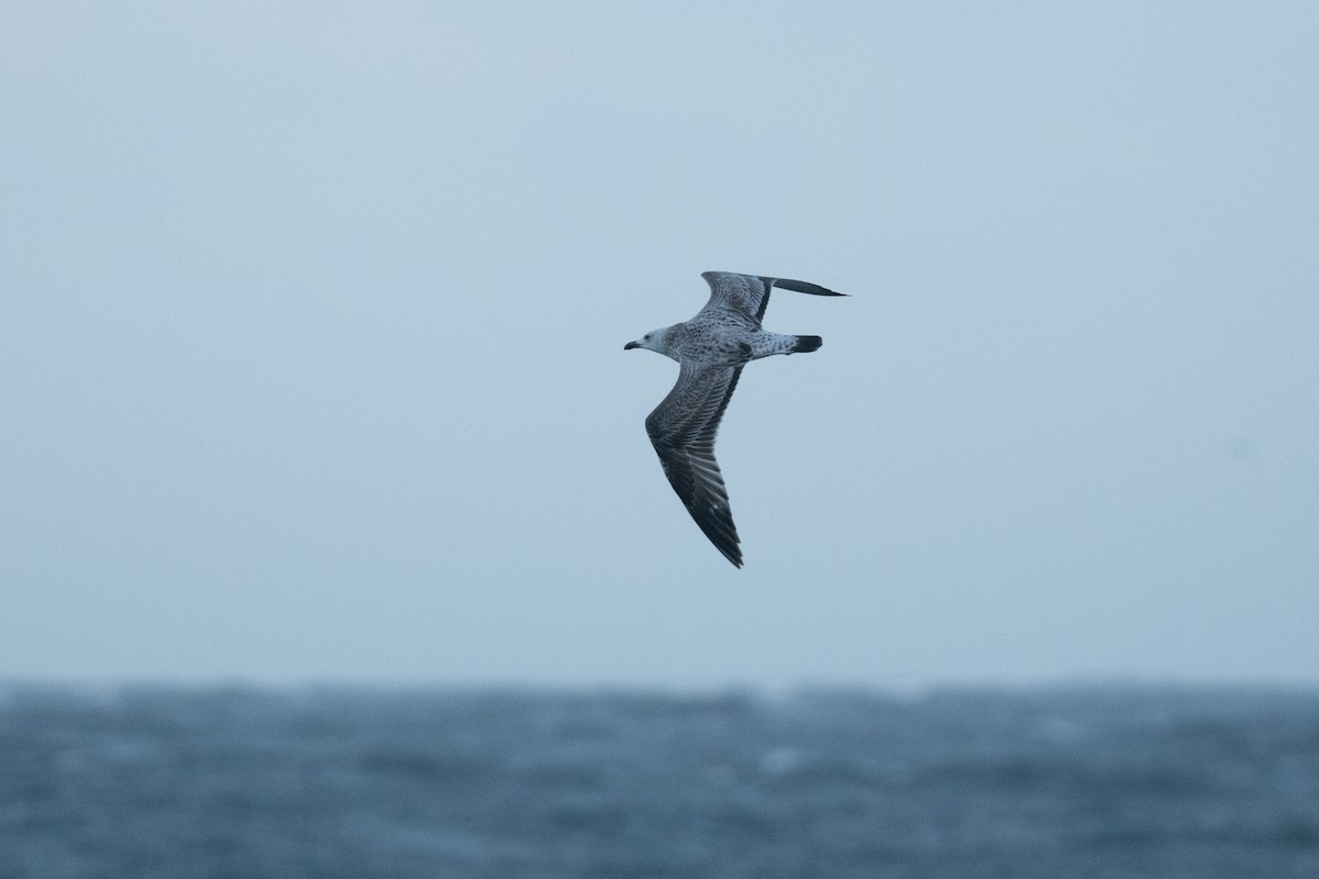Caspian Gull - ML643680657