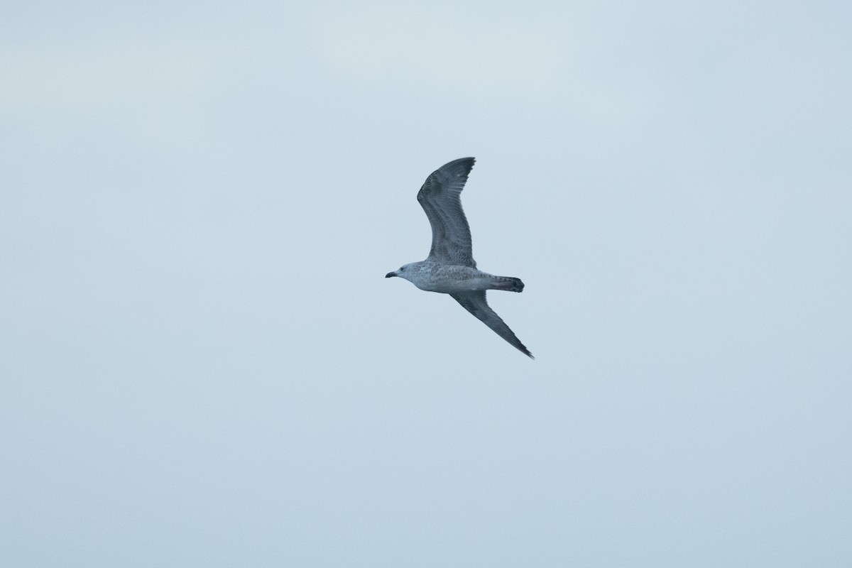 Caspian Gull - ML643680658