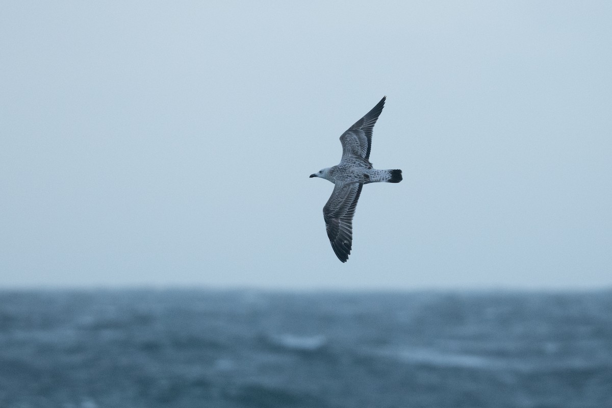 Caspian Gull - ML643680659
