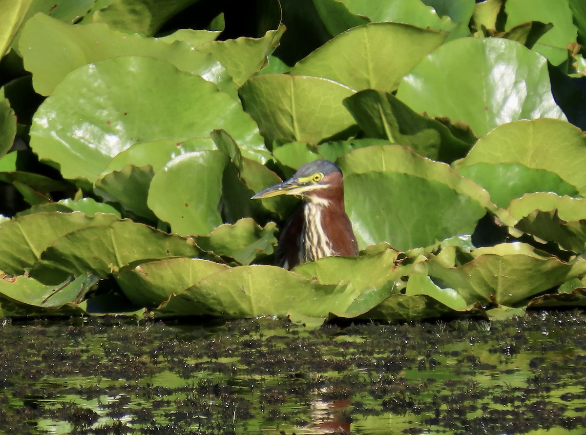 Green Heron - ML643680703