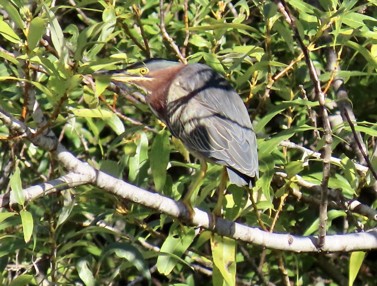 Green Heron - ML643680704