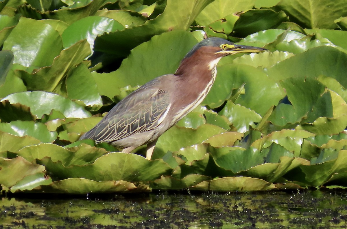 Green Heron - ML643680705