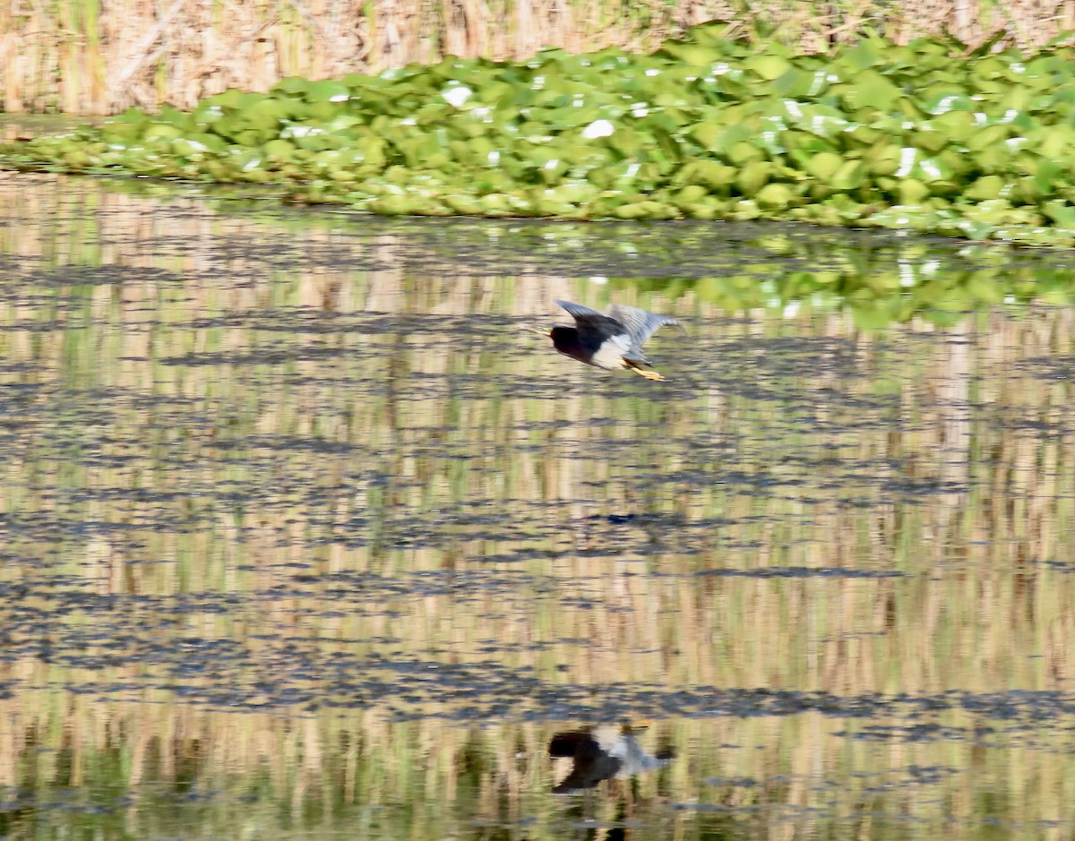 Green Heron - ML643680706