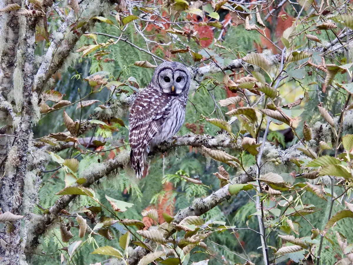 Barred Owl - ML643680707