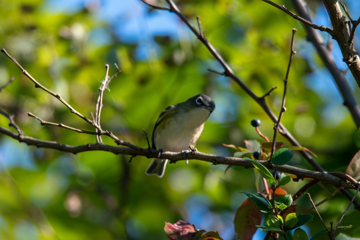 Blue-headed Vireo - ML643680709