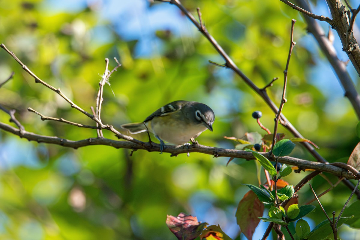 Blue-headed Vireo - ML643680711