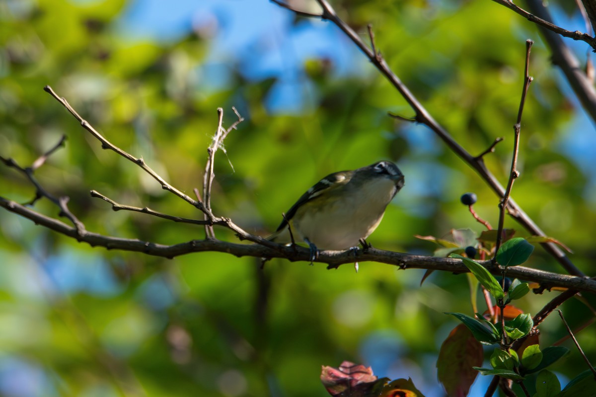 Blue-headed Vireo - ML643680712
