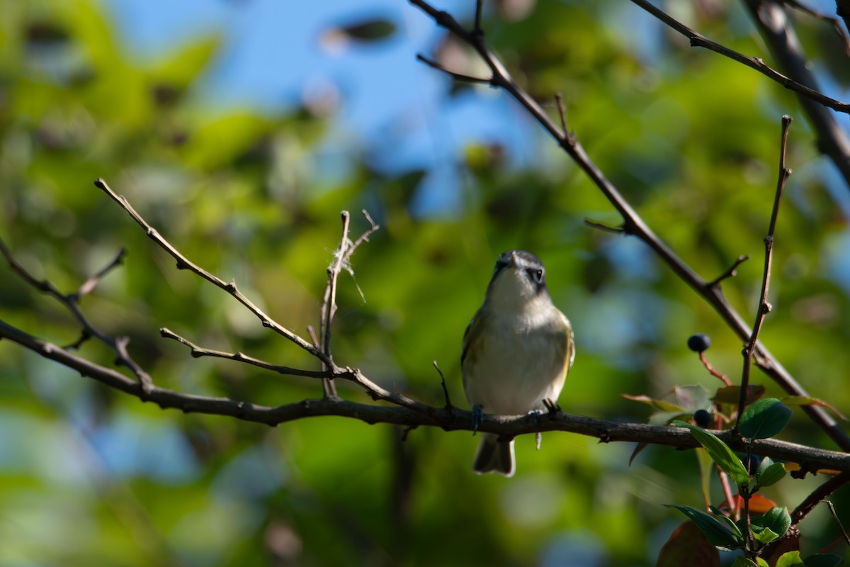 Blue-headed Vireo - ML643680719