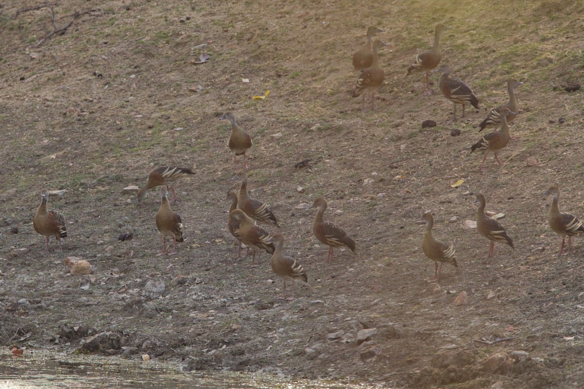 Plumed Whistling-Duck - ML643680720