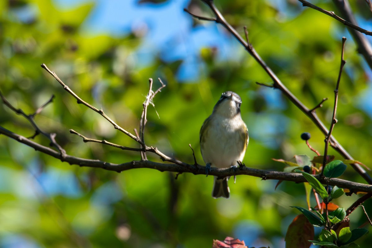 Blue-headed Vireo - ML643680725