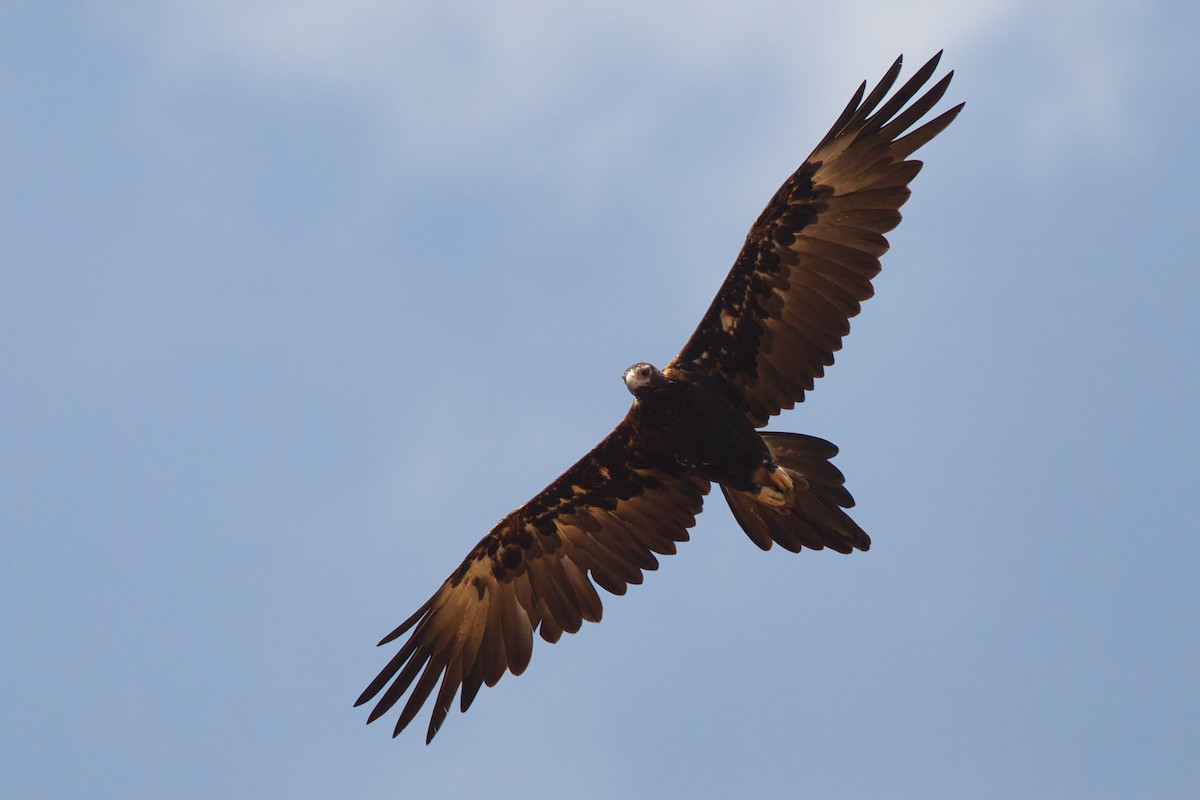 Wedge-tailed Eagle - ML643680726