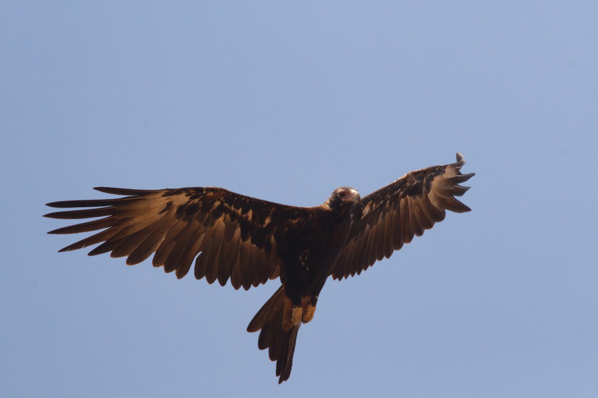 Wedge-tailed Eagle - ML643680727