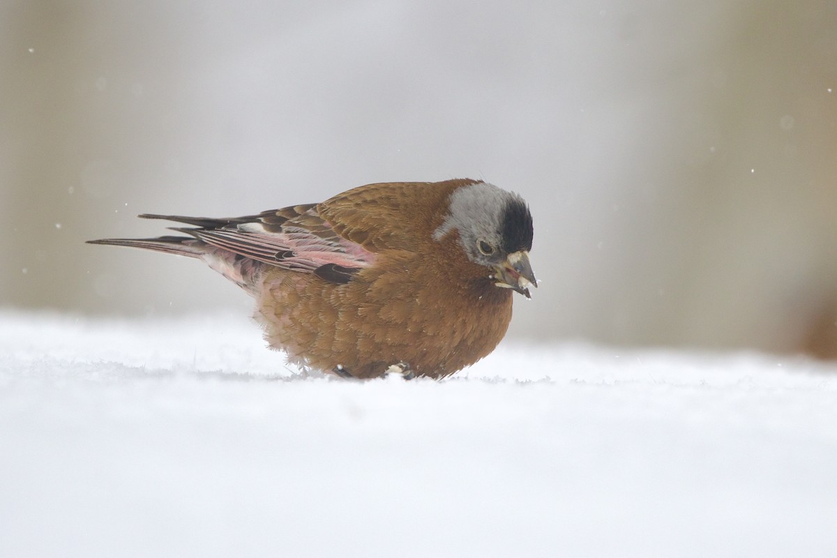 grånakkefjellfink (littoralis) - ML643680731