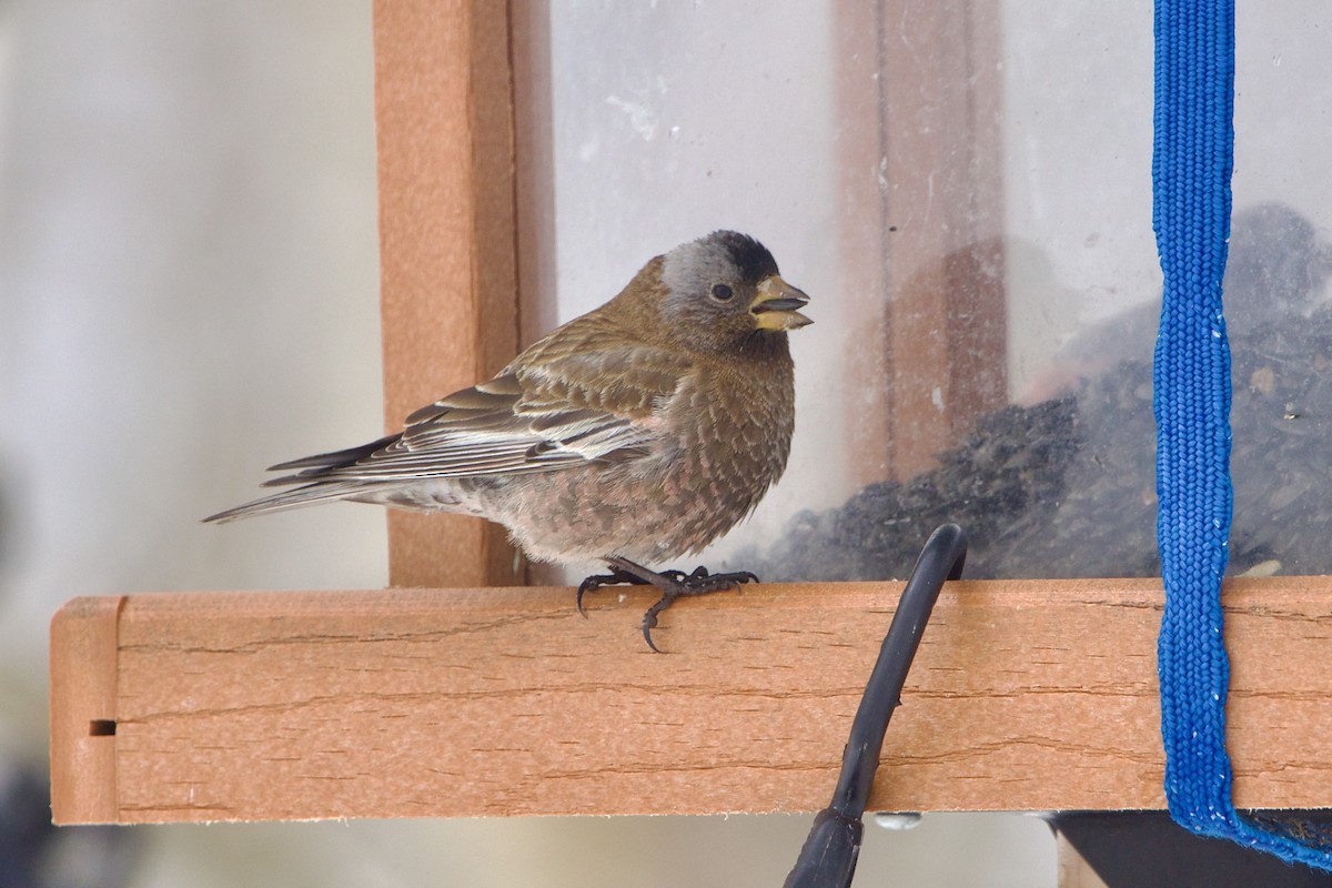 grånakkefjellfink (littoralis) - ML643680732
