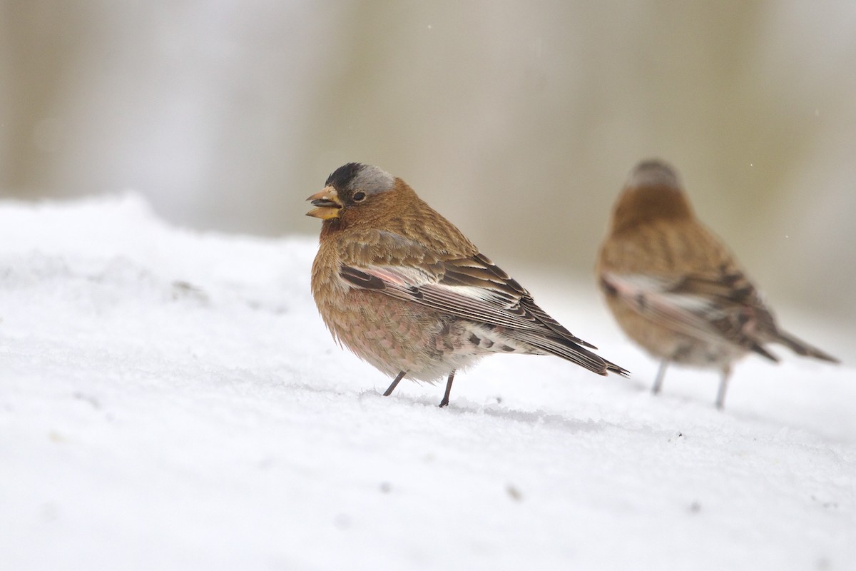 grånakkefjellfink (tephrocotis gr.) - ML643680735