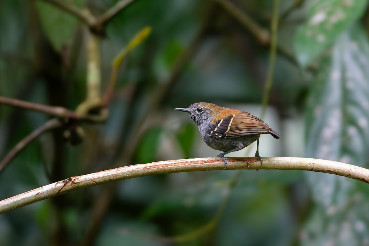 Star-throated Antwren - ML643680739