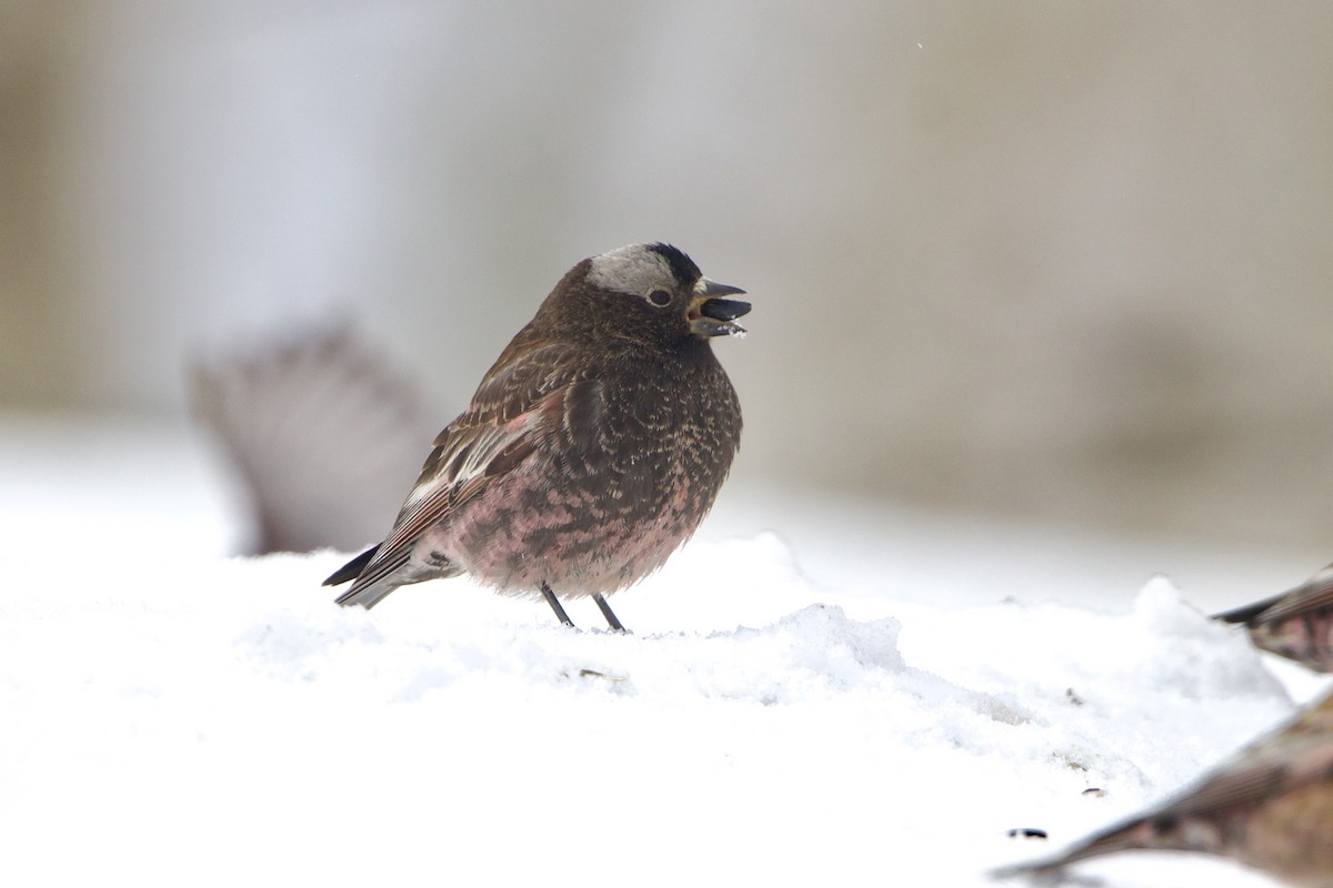 Black Rosy-Finch - ML643680757