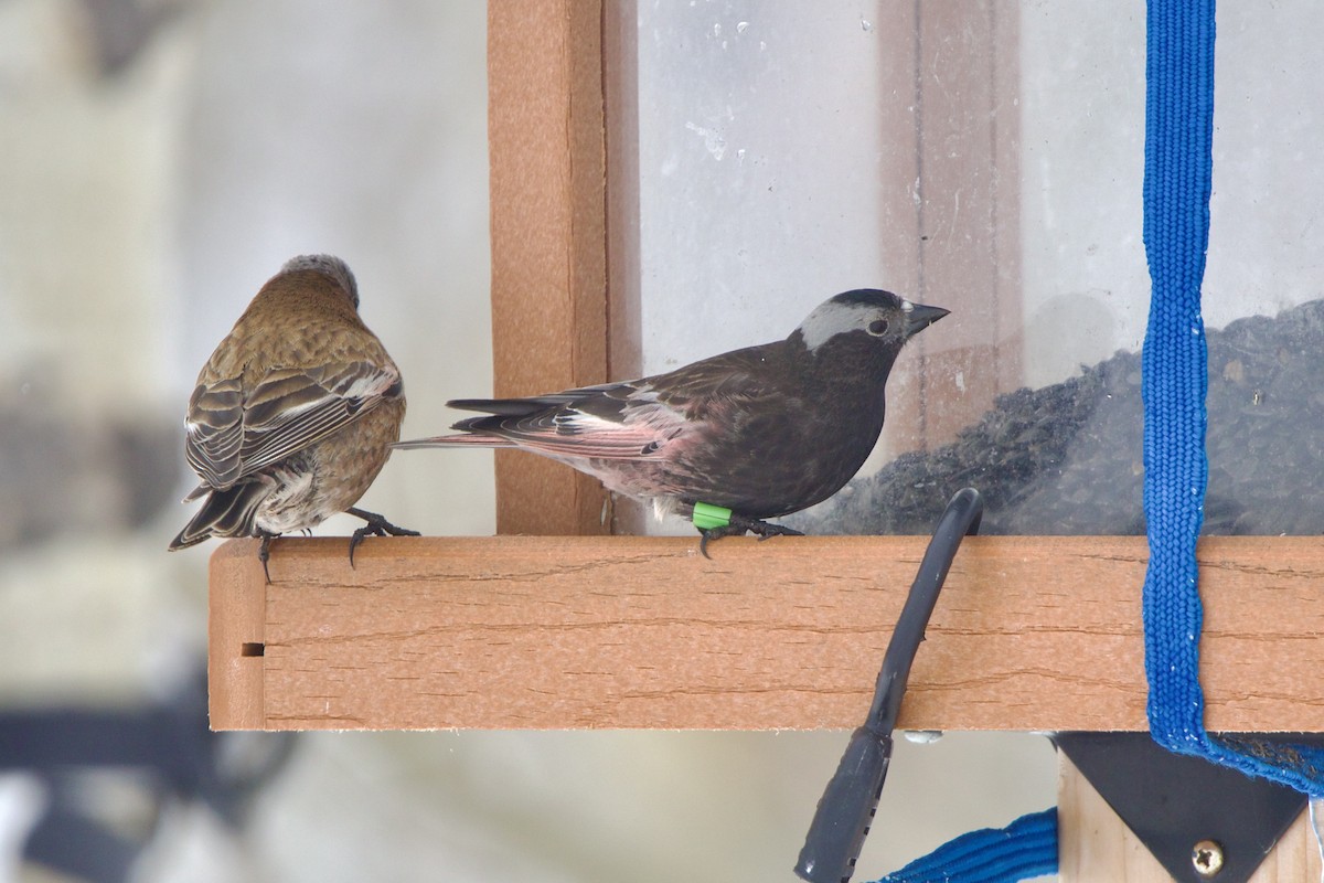 Black Rosy-Finch - ML643680758