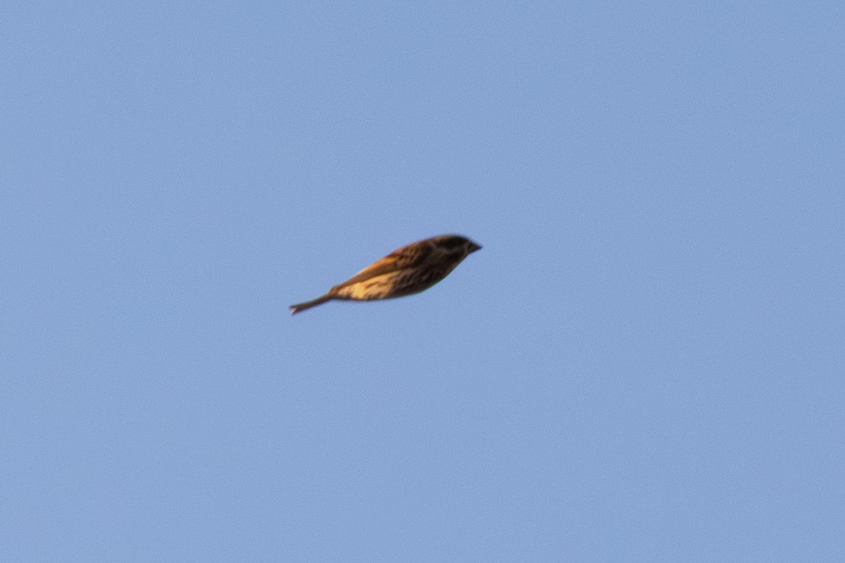 Purple Finch - ML643680767
