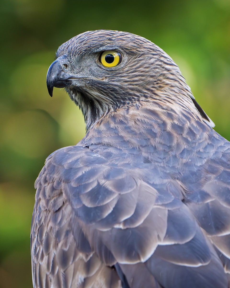 Changeable Hawk-Eagle - ML643680768