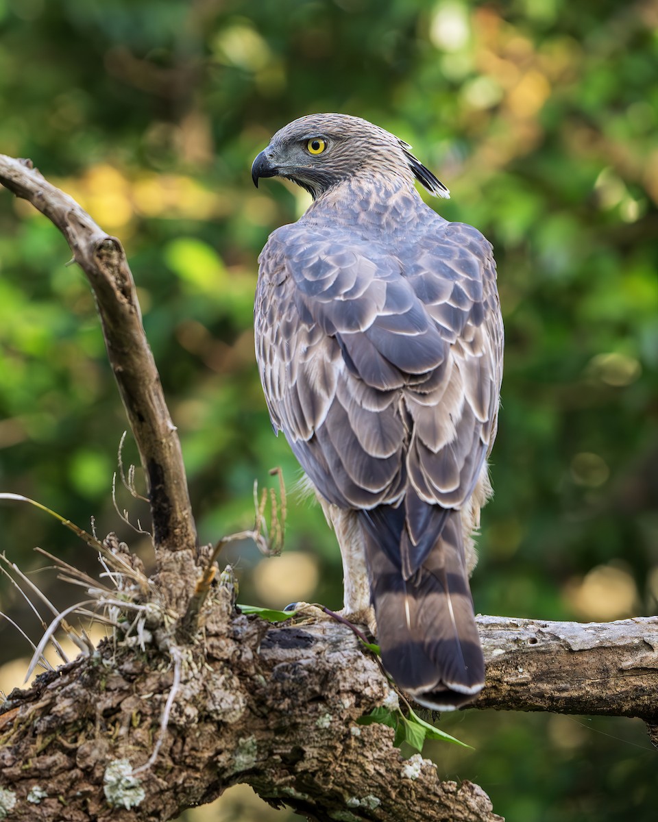 Changeable Hawk-Eagle - ML643680769