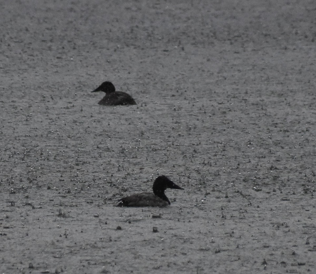 Canvasback - ML643680774